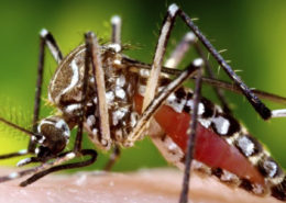 dengue vector